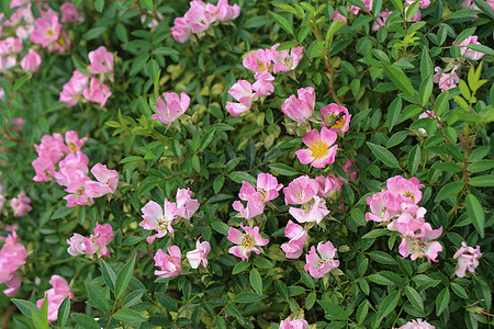大自然中美丽的玫瑰植物群草地生日花瓶礼物绣球花歧义花园花朵植物图片