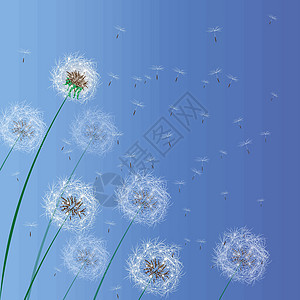 弹簧背景的矢量插图 白花朵 从干燥中吹出丹德利翁种子图片