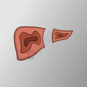 剪纸式中肝脏和肝脏疾病的医学插图图片