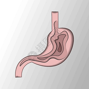 胃剪纸风格 人体内部器官符号 消化系统解剖图片