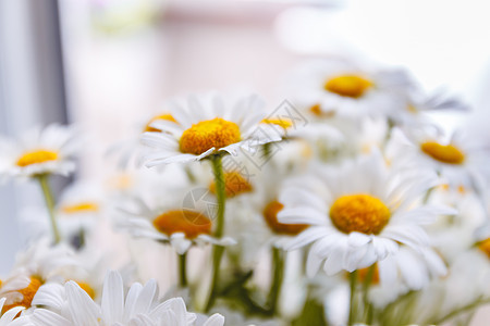黄色中心的白色雏菊背景洋甘菊窗户花瓣季节甘菊植物桌子花束树叶玻璃图片
