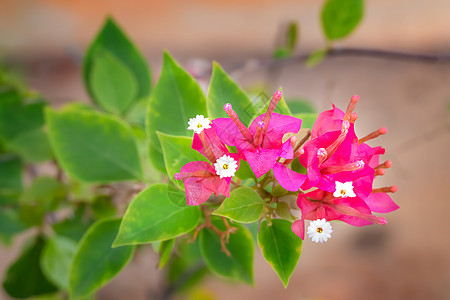 粉红加冰花花绿色花园衬套叶子植物群花瓣热带植物粉色图片