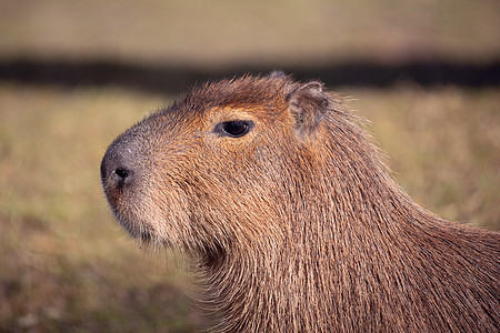 Capybara 水下水文食草荒野牧场水螅隐藏生态动物学动物园沼泽动物图片