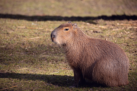 Capybara 水下水文动物园沼泽水螅动物学隐藏牧场食草生态水鸡热带图片