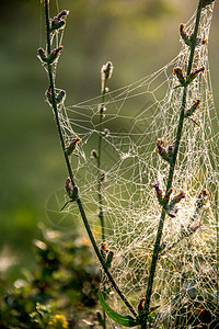 在森林的蜘蛛网上落下环境季节野生动物美丽场地农村植物群网络状态木头图片