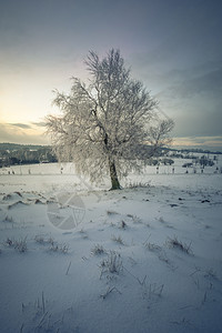 孤独的冬季风景中的单树图片