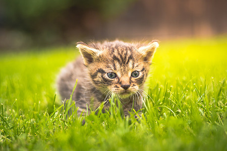 在草地的花园里剪小猫咪公园虎斑孩子植物群宠物毛皮乐趣猫科动物哺乳动物家庭图片