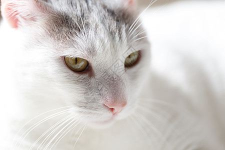 白猫的肖像小猫哺乳动物宠物眼睛白色猫咪动物毛皮灰色图片