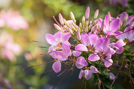 五颜六色的花的背景图片粉色季节生长紫色植物花束植物群花瓣宏观图片