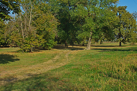 在公园中走足道路 满是落叶和树干木头叶子农村植物树木人行道自然阳光环境树叶图片