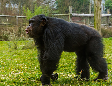 黑色普通黑猩猩走过 做鬼脸 来自非洲的濒危动物图片