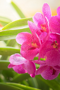 五颜六色的花的背景图片植物紫色宏观花束季节生长粉色花瓣植物群背景图片