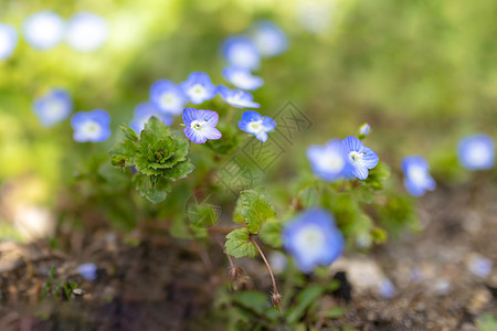 维罗尼卡佩西卡花或普西西亚速流荒野蓝色植物学宏观背景园艺草本植物花园草地花瓣图片