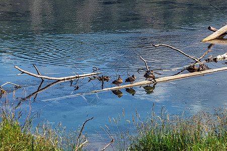 野鸭坐在湖边的树枝上甘蔗绿色鸟类树木森林鸭子沼泽蓝色反射池塘图片