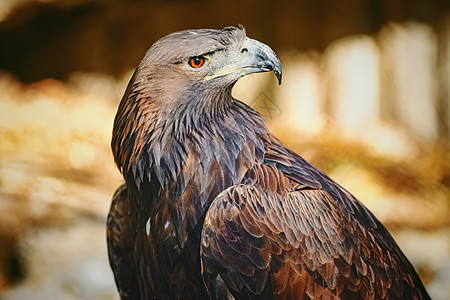 鹰的肖像眼睛账单金鹰动物群羽毛脊椎动物棕色猎鹰野生动物野性图片