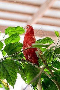 罗塞拉鹦鹉彩色红宝石 坐在中国玫瑰的树枝上食物森林情调热带插图羽毛动物鸟类桔梗翅膀图片