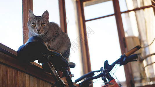 有白胡子和黄色眼睛的灰猫  太阳光下模糊的背景毛皮公寓鼻子猫科窗户小猫宠物晴天警报虎斑图片