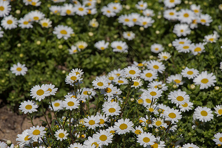美丽的雏菊花作为背景雏菊草地花园场地花朵白色植物黄色植物群图片