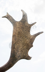 蓝天空中保存鹿标本的角角马鹿蓝色哺乳动物男性棕色喇叭荒野天空毛皮森林图片