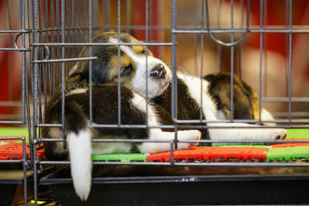 笼子里有小鸟的图像 狗 宠物 动物自由乐趣猎犬市场犬类婴儿疫苗哺乳动物朋友细胞图片