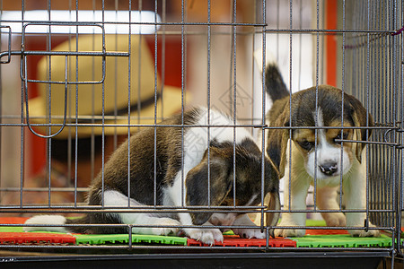 笼子里有小鸟的图像 狗 宠物 动物市场过敏幸福朋友疫苗婴儿乐趣哺乳动物自由猎犬图片