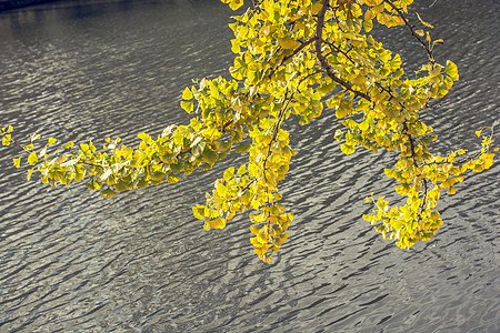 叶纹理和水背景 干树叶质地地面木头植物植物学公园叶子森林生物学季节池塘图片