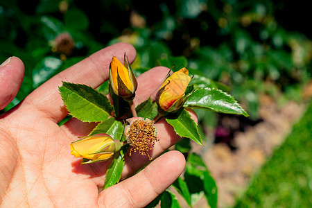 花园里没有花瓣的花朵植物宏观植物群叶子玫瑰美丽花粉公园植物学图片