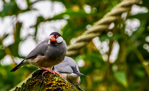 坐在树桩上的爪哇水稻麻雀 来自印度尼西亚雅瓦岛的热带鸟 濒危鸟类种 养殖中受欢迎的宠物图片