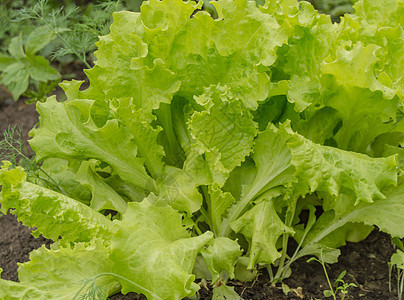 年轻的生菜叶在床上 在空地上种植蔬菜 有机健康食品素食的概念营养种植园场地园艺生长草药农业树叶土壤栽培图片