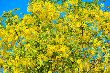 卡西亚瘘管病 被称为金雨树金子生长草本植物热带药品决明子植物群植物学黄金雨花瓣图片
