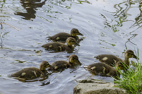 南公园湖中游泳的美人野鸭小鸭眼睛羽毛公园季节荒野蓝色小鸭子动物小鸡家庭图片