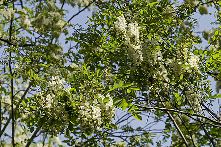 树枝和公园中普通蝗虫花的鲜花盛开绿色白色花园花粉风景季节性叶子传单季节枝条图片