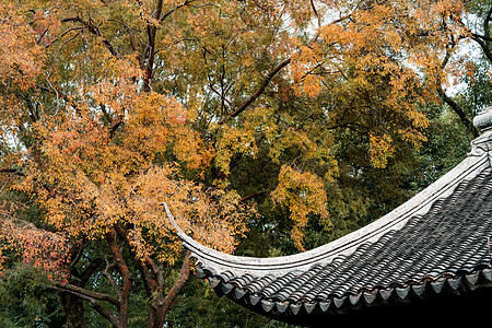 秋天在中国苏州花园公园的秋天叶子公园分支机构花园建筑学树叶太阳文化季节阳光图片