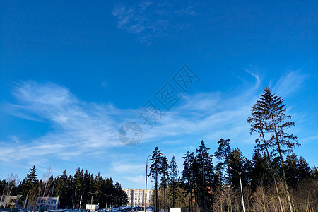 在明亮的一天 美丽的天空背景上 森林景色之大植物全景太阳风景公园蓝色叶子羽毛树干木头图片