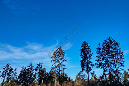 在明亮的一天 美丽的天空背景上 森林景色之大爬坡国家季节生活公园羽毛动物蓝色太阳阳光图片