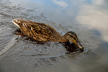 在拉脱维亚河中鸭子游泳鸭塘水禽羽毛池塘野生动物场景水鸟动物群鸟类公园图片