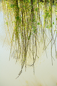 作为自然背景的绿叶树叶叶子生活草本生态花园植物群季节森林生长图片