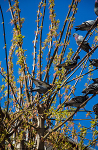 坐在树枝上的鸽子飞行灰色城市白色荒野鸟类野生动物自由岩石羽毛图片