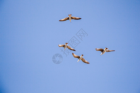 海鸥在蓝蓝的空中飞翔天空动物荒野蓝色鸟类照片翅膀自由羽毛航班图片