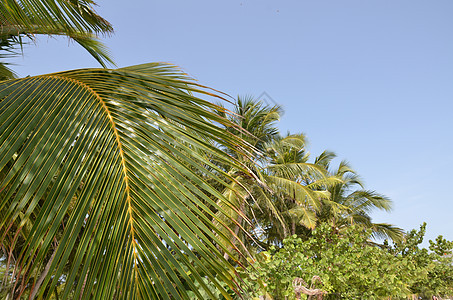 蓝天空下棕榈树枝叶的蓝色天空背景图片
