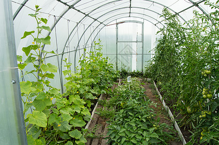 黄瓜和西红柿在现代太阳能弧聚碳酸盐温室中生长高清图片
