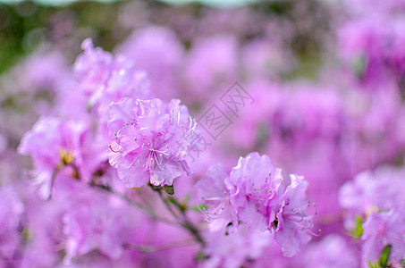 美丽的粉红色或紫色背景模糊花瓣花束花园灌木植物宏观衬套公园叶子植物群图片