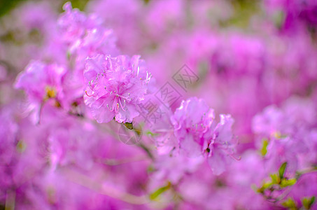 美丽的粉红色或紫色背景模糊花束植物宏观公园季节灌木花园植物学叶子植物群图片