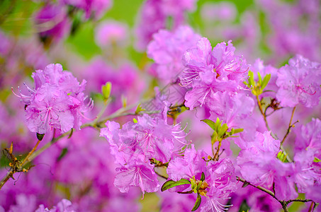 美丽的粉红色或紫色背景模糊花束叶子玫瑰季节植物群花瓣花园园艺宏观植物学图片