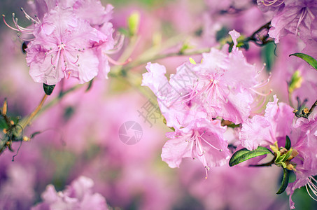 美丽的粉红色或紫色背景模糊花束花瓣宏观季节植物学叶子灌木公园植物群花园图片