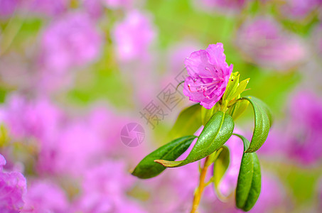 美丽的粉红色或紫色背景模糊园艺公园花瓣植物学衬套植物玫瑰花束季节植物群图片