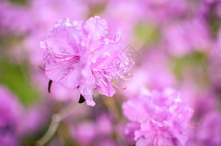 美丽的粉红色或紫色背景模糊植物群宏观玫瑰公园季节植物花束花园衬套叶子图片