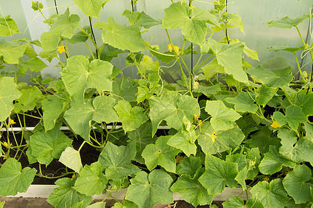 青黄瓜 鲜花和年轻的黄瓜 在温室里生长的黄瓜食物蔬菜植物季节土壤农业叶子黄色鞭子乡村图片