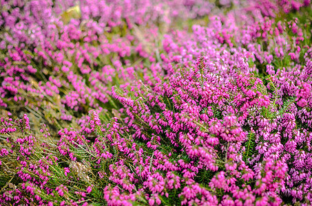 Heather 花朵 小型紫花花 旧纸张背景 回溯风格沼泽地紫色宏观紫丁香植物植物学墙纸季节花园荒野图片