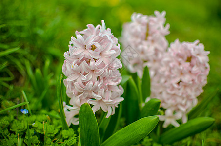 生长在自然中的花床上的细粉粉色青绿素叶子花园花瓣植物群花束花坛季节园艺公园植物图片